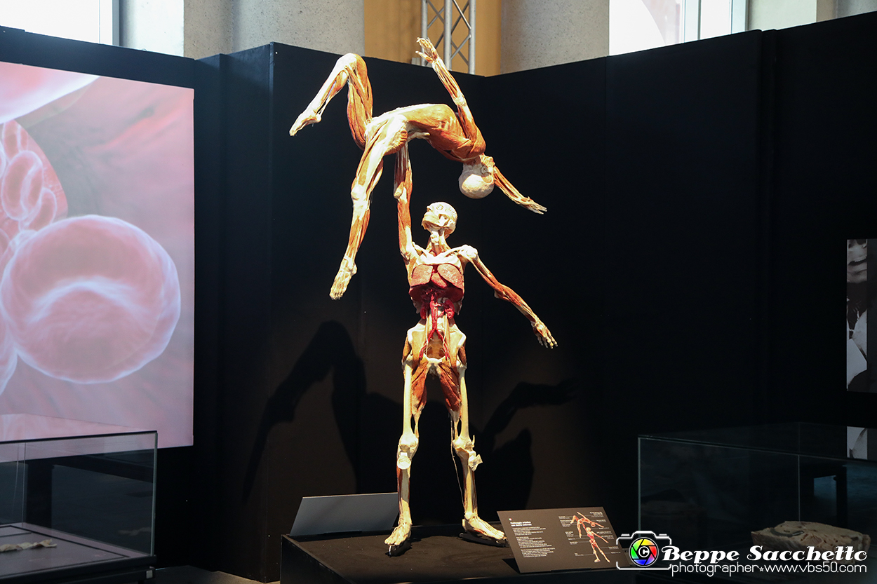 VBS_2808 - Mostra Body Worlds.jpg